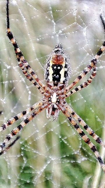 Edderkop, Spider, Web, Farver