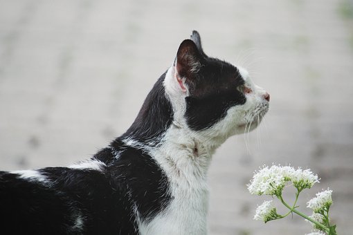 Katze, Natur, Haustier, Katzenartig