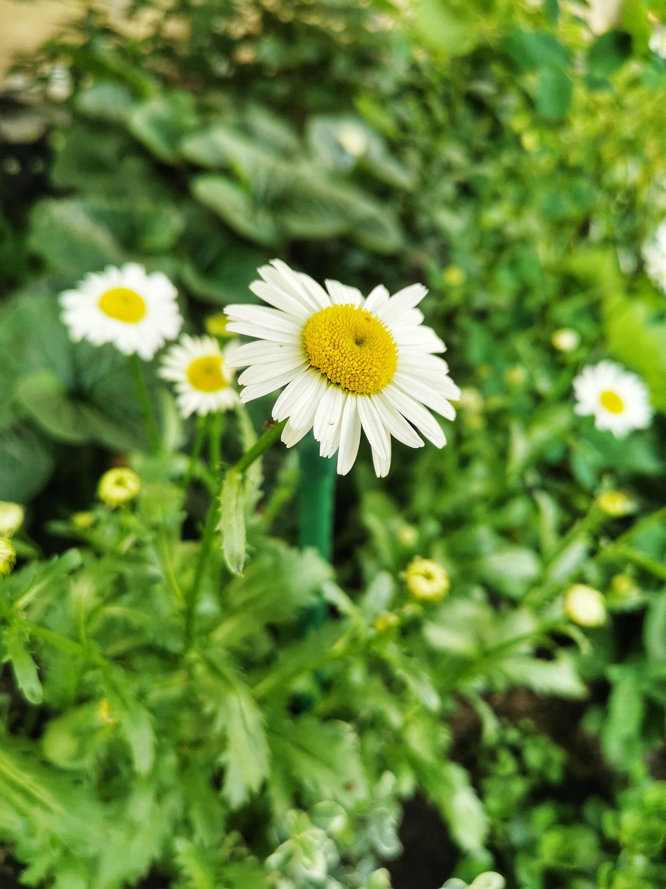Marguerite Rouges Fleur De Marguerite Rouge
