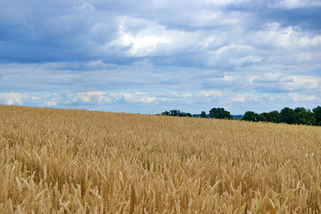 Photo Champ Blé Sur Le Terrain Gazon Champ De - Photo gratuite sur Pixabay - Pixabay