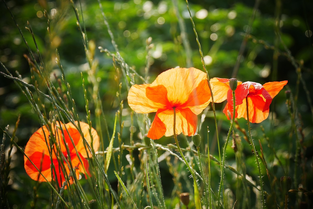 flowers-poppies-meadow-free-photo-on-pixabay-pixabay