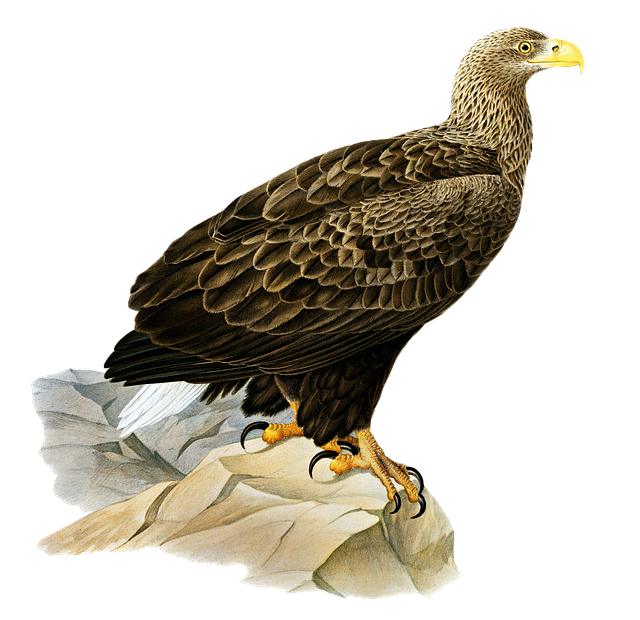Download free HD stock image of White-Tailed Eagle Bird Free white-tailed eagle bird eagle illustration
