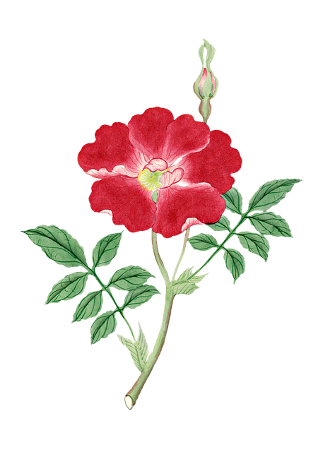 Free red flower flower leaves illustration