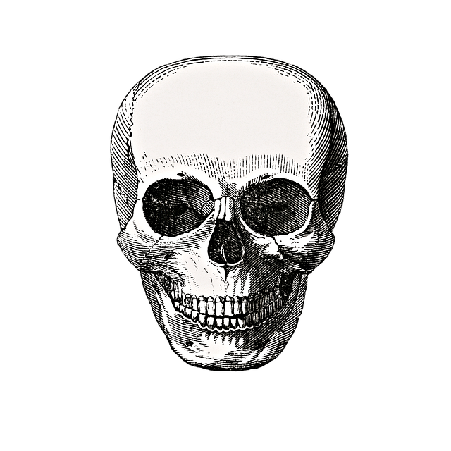 Free skull head bone illustration