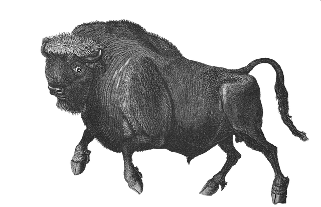 Free bison animal mammal illustration