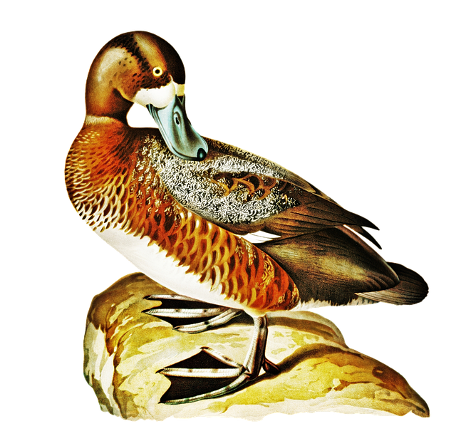 Free greater scaup duck bird illustration