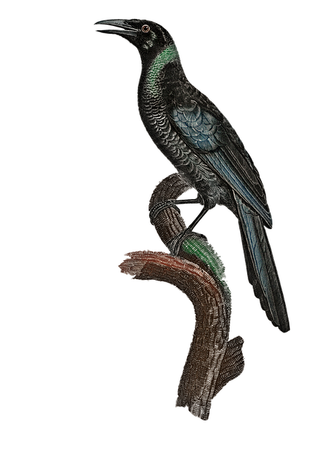 Free manucode bird perched illustration