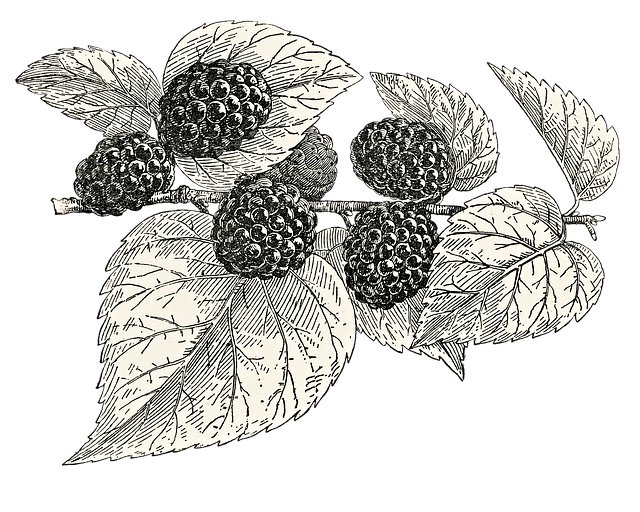 Free mulberry tree fruit illustration