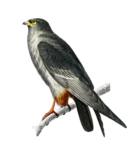 Free red-footed falcon bird falcon illustration
