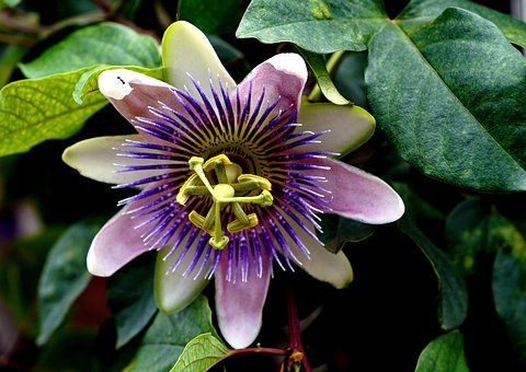 0以上の無料トケイソウ 花画像 Pixabay