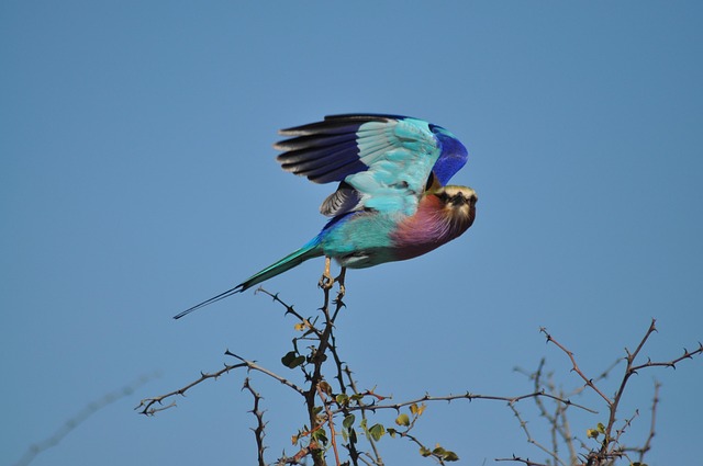 Free Lilac-Breasted Roller Bird photo and picture
