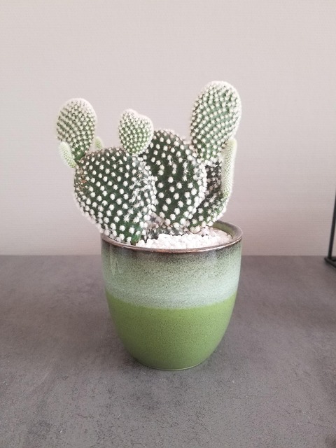 Free Cactus Decorative Plant photo and picture