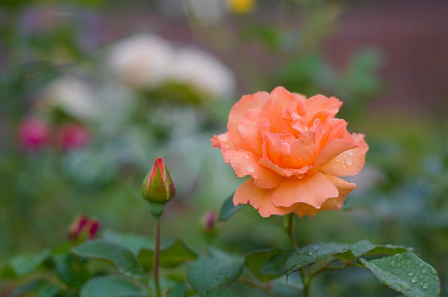 Free Rose Beautiful Flowers photo and picture