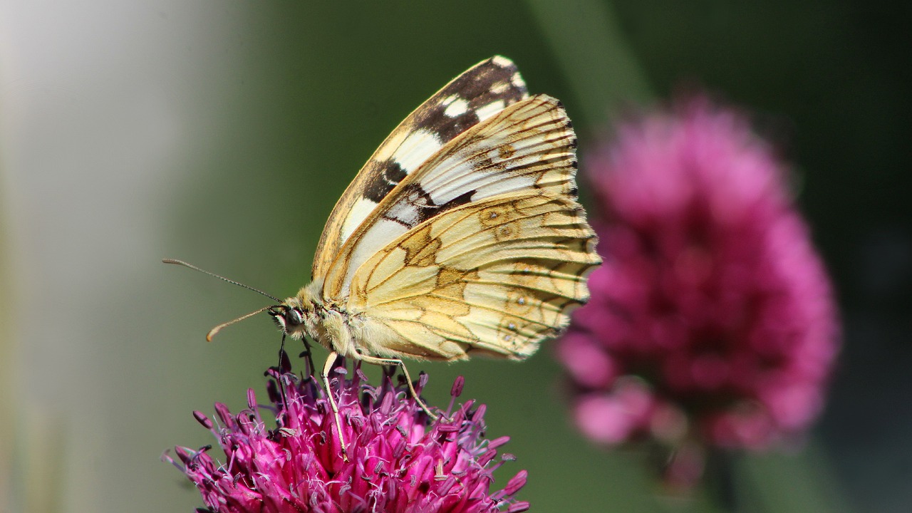 marbled white butterfly, butterfly, flowers, insect, wings, allium, drumstick allium, plant, meadow, beautiful flowers, flower background, garden, nature, flower wallpaper, closeup