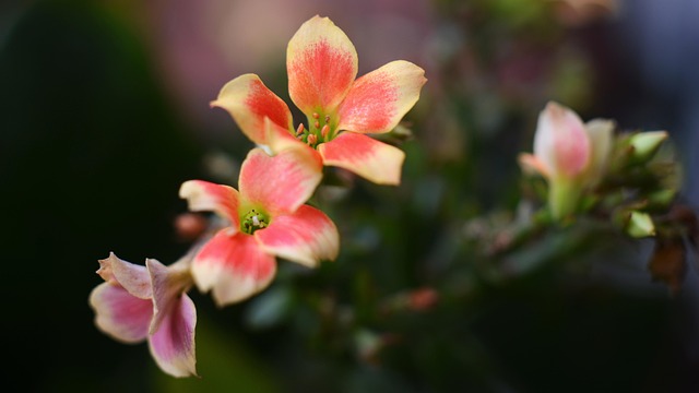Bloemen, Zomer, Tuin, Natuur, Bloesem