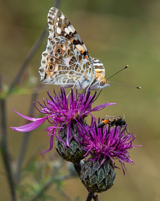 Schmetterling, Insekt, Blume