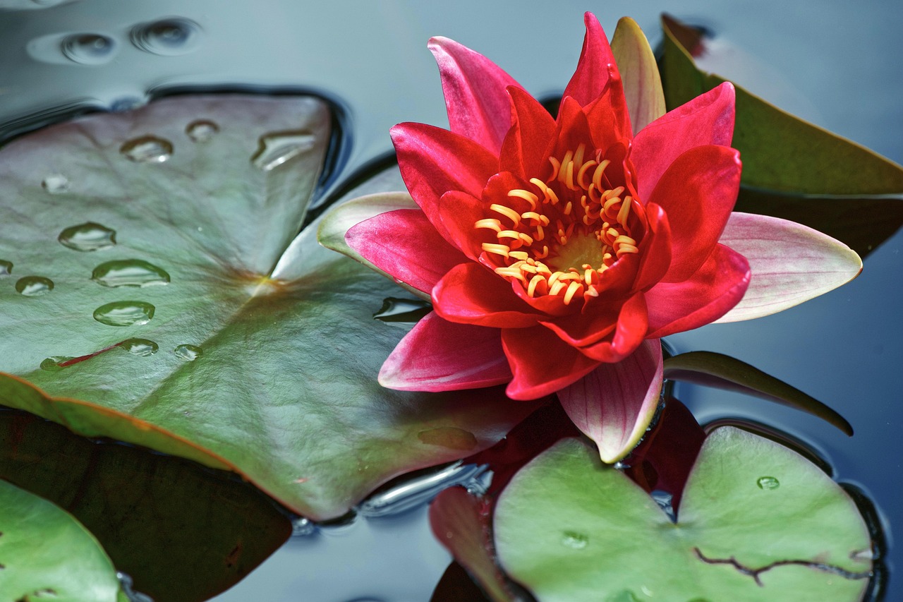 Plus De 7 000 Photos Gratuites De N nuphars Et De tang Pixabay Plus De 7 000 Photos Gratuites De N nuphars Et De tang Pixabay