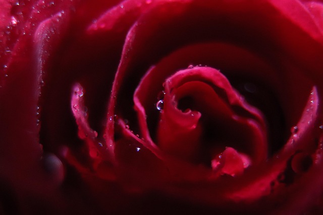 Rotting Roses Background Rot Rose Makro - Kostenloses Foto auf Pixabay - Pixabay