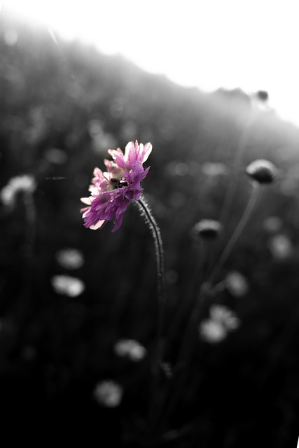 Free Flower Pink photo and picture