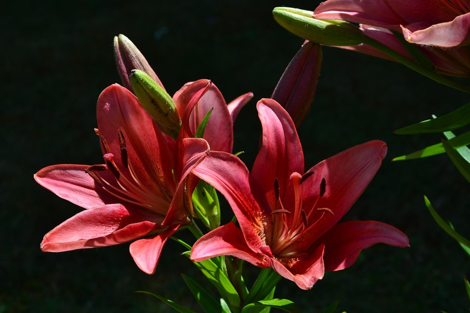 Lirios Rojos Lirios Flores Rojo - Foto gratis en Pixabay