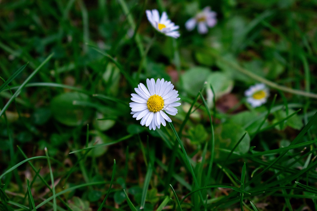 Tusindfryd Blomst Hvid Gratis Foto P Pixabay Pixabay