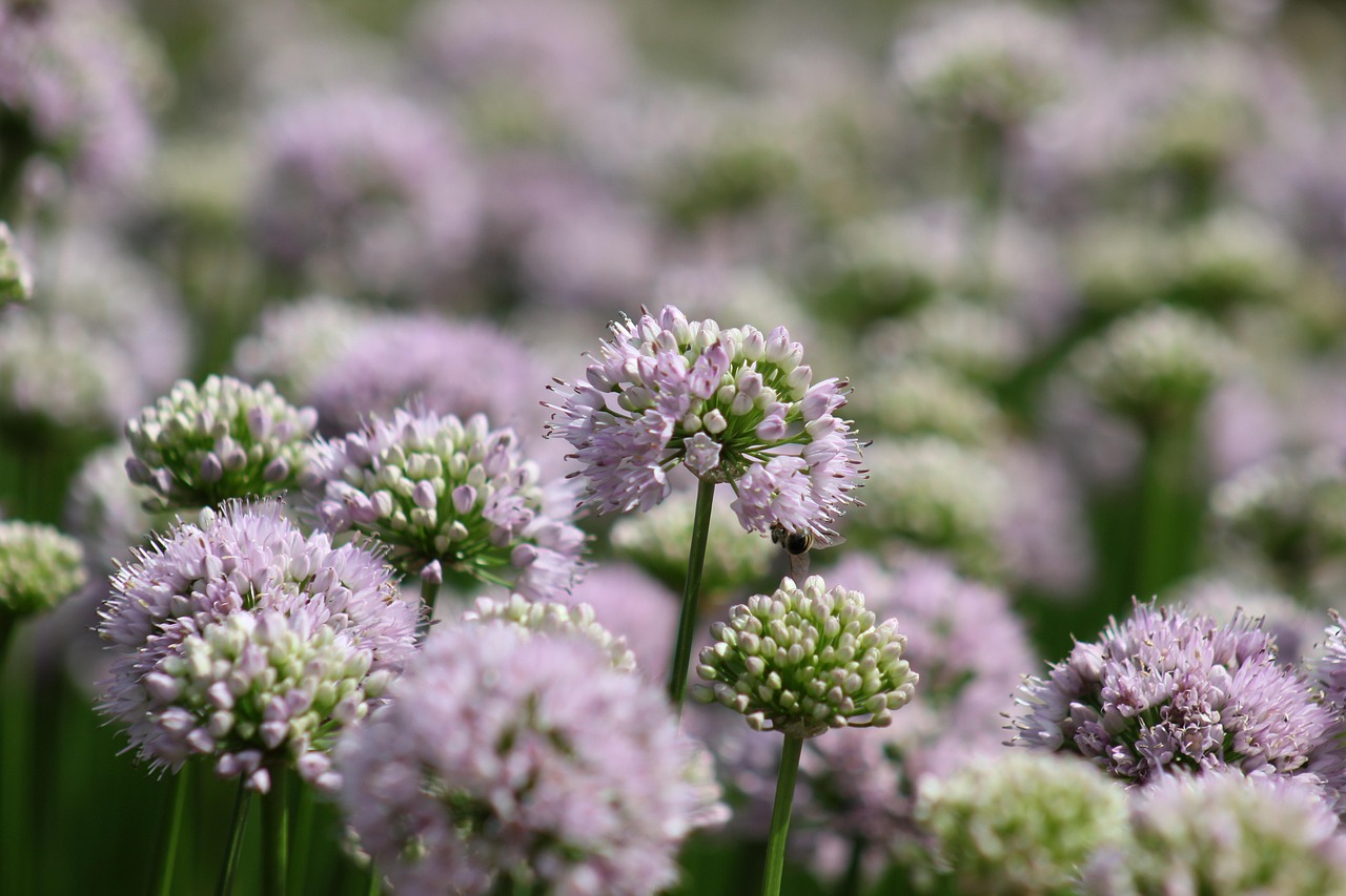 Ornamental Onions Flowers Allium Free photo on Pixabay Pixabay