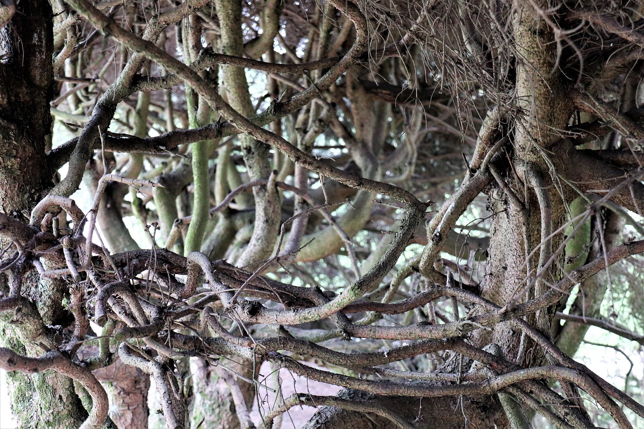 Tree Branches Nature Free photo on Pixabay Pixabay