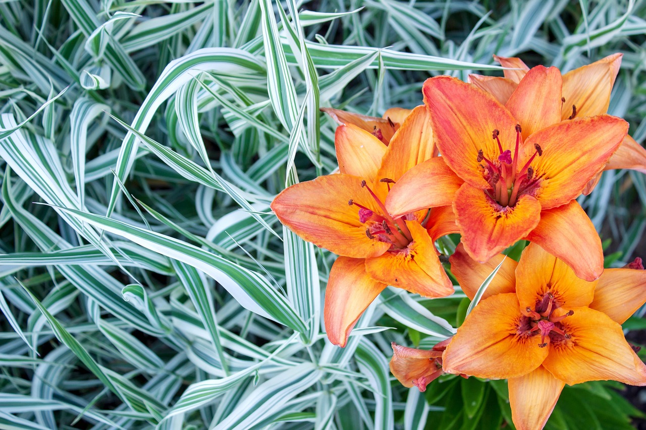 Lilies Flowers Orange Free photo on Pixabay Pixabay
