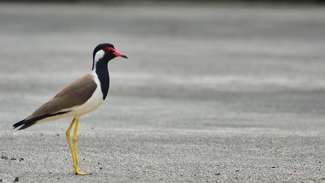 Pájaro, Animal, Sentado, Pico, Cuenta