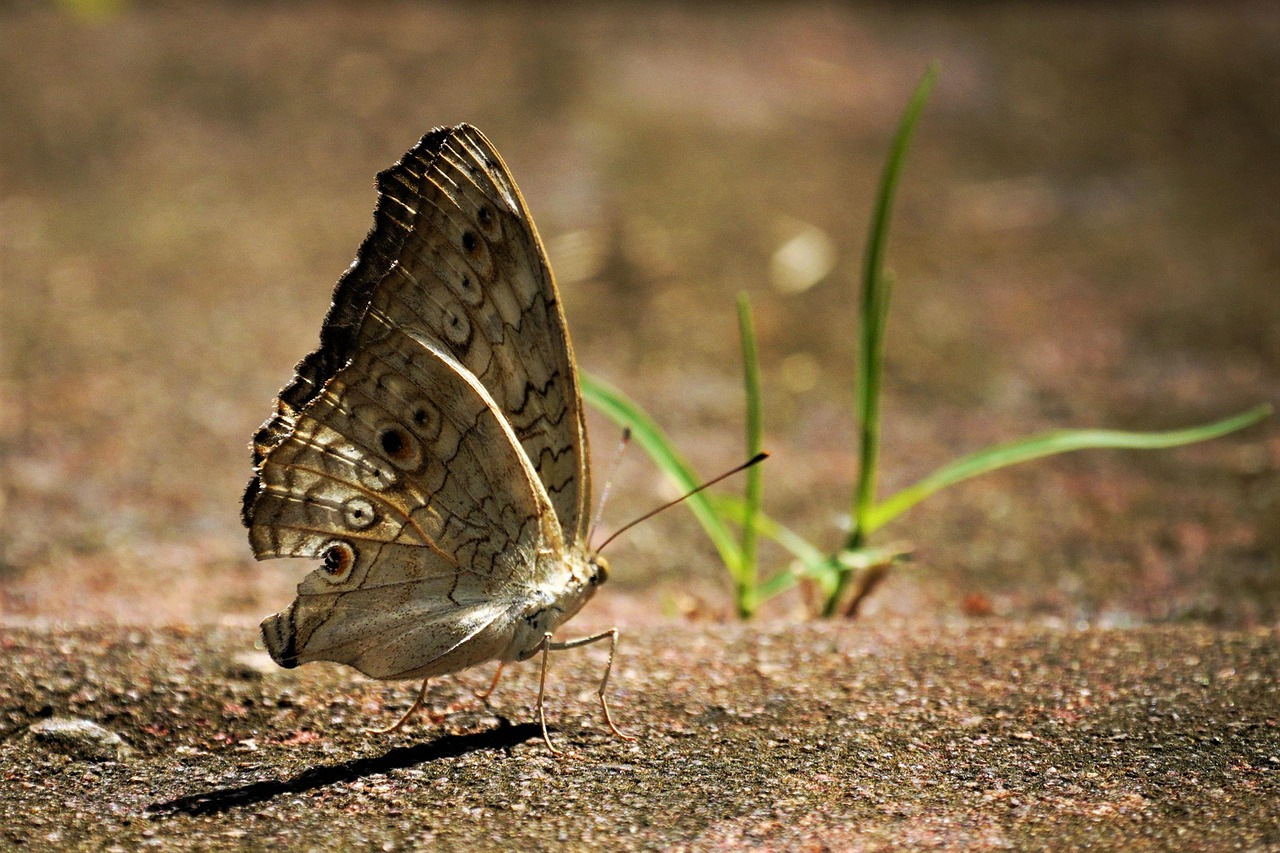 Junonia Atlites Mariposa Insecto - Foto gratis en Pixabay - Pixabay