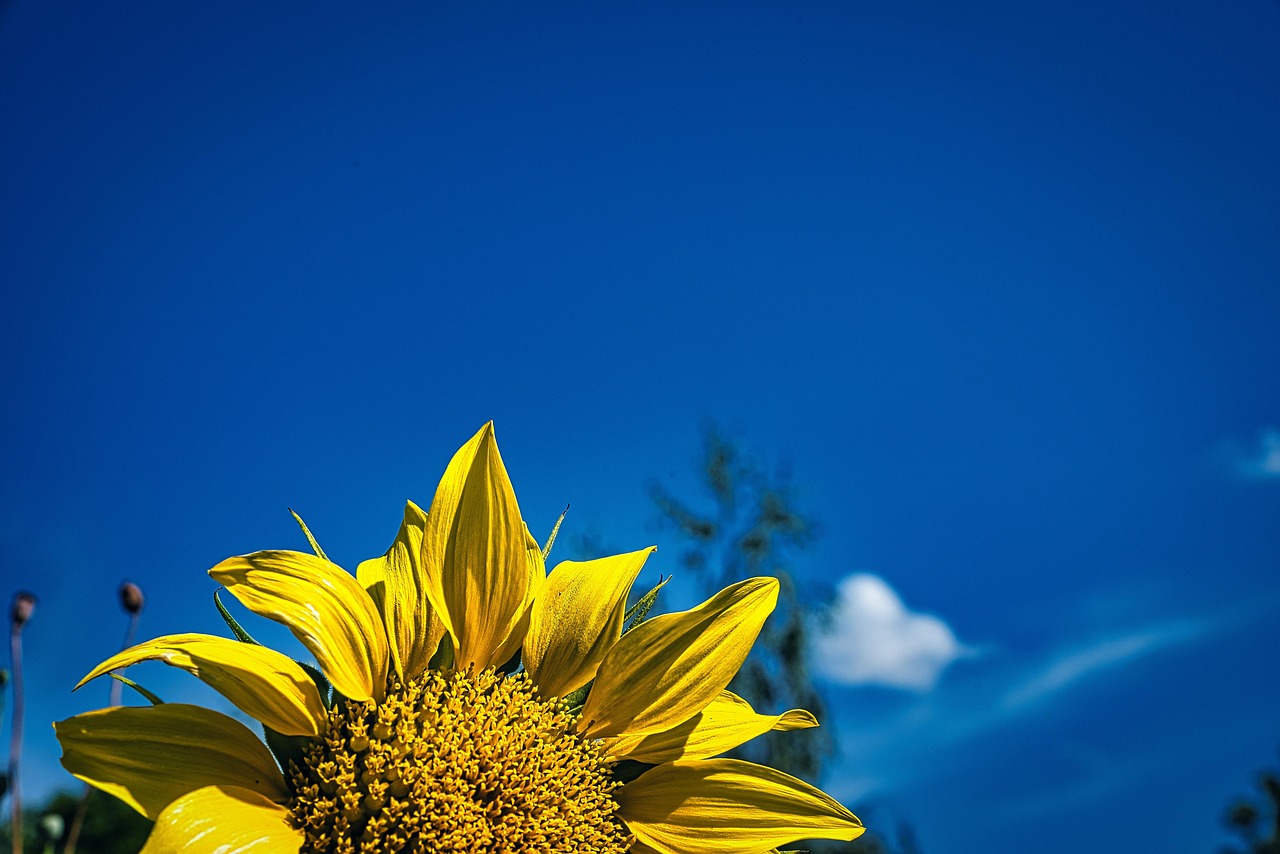 Sunflower Flower Sky - Free photo on Pixabay - Pixabay