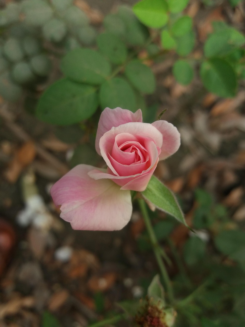 Fleur Roe Rose Fleur De - Photo gratuite sur Pixabay - Pixabay