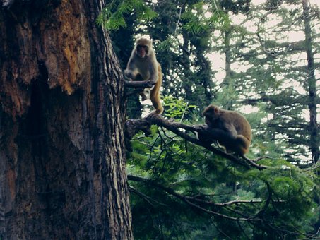 Free Monkeys Wildlife photo and picture