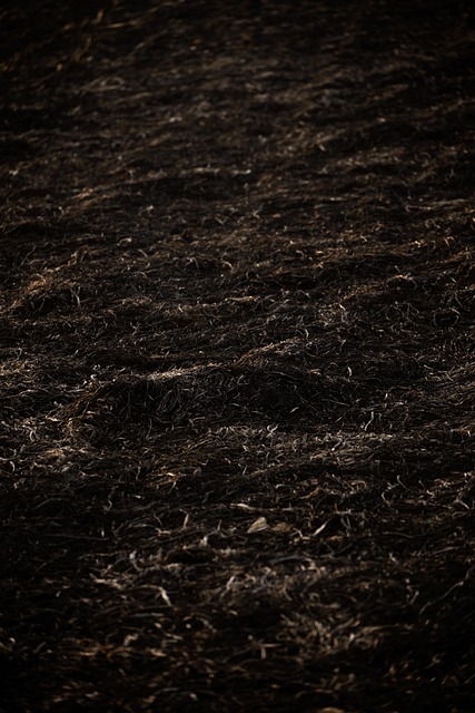 Free Grass Soil photo and picture