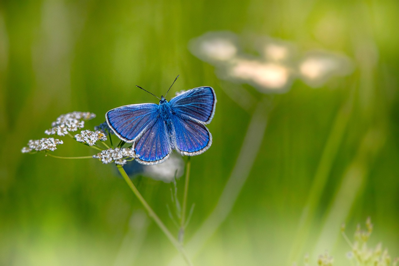 Mazarine Blue - free online jigsaw puzzle photo