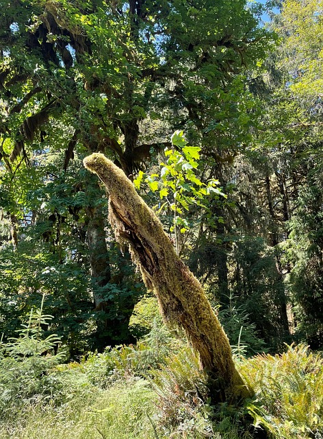 Free Olympic National Park Hoh River photo and picture