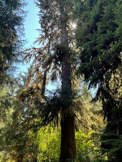 Free Tree Hoh River photo and picture