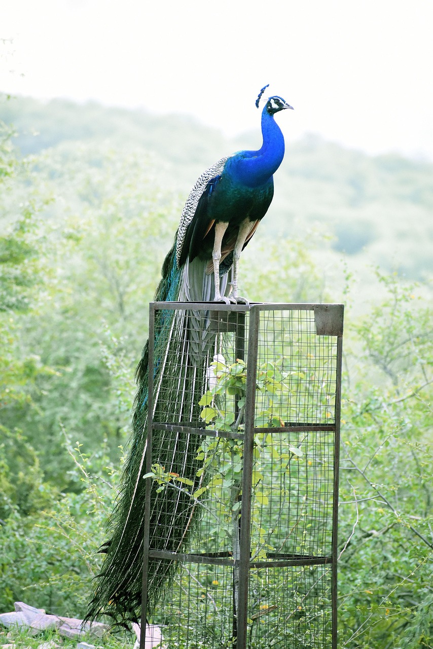 Pavo Real Pájaro Sentado - Foto gratis en Pixabay - Pixabay
