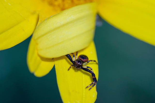 Edderkop, Arachnid, Insekt, Væver