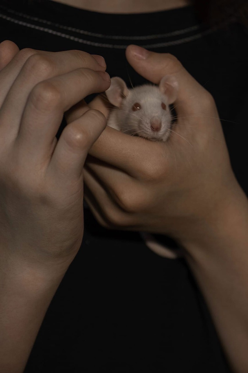 Animal Rato Branco - Foto gratuita no Pixabay - Pixabay