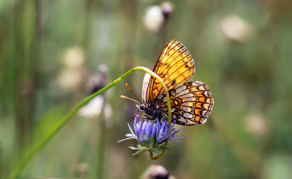 Butterfly Flower Pollinate Free photo on Pixabay Pixabay