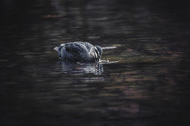 Free Duck Bird photo and picture