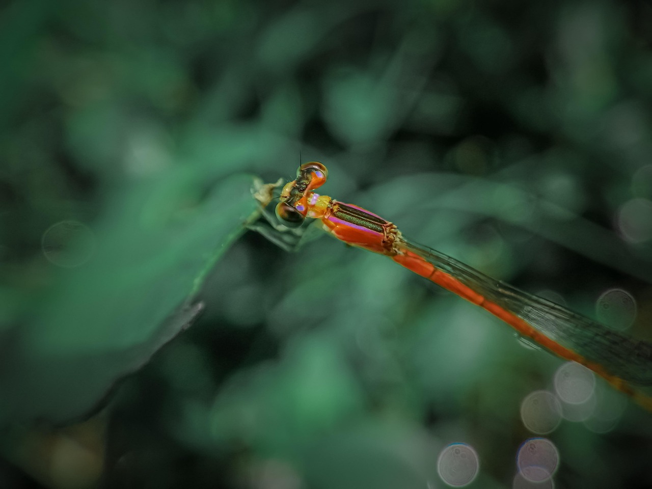 Dragonfly Insect Macro - Free photo on Pixabay - Pixabay