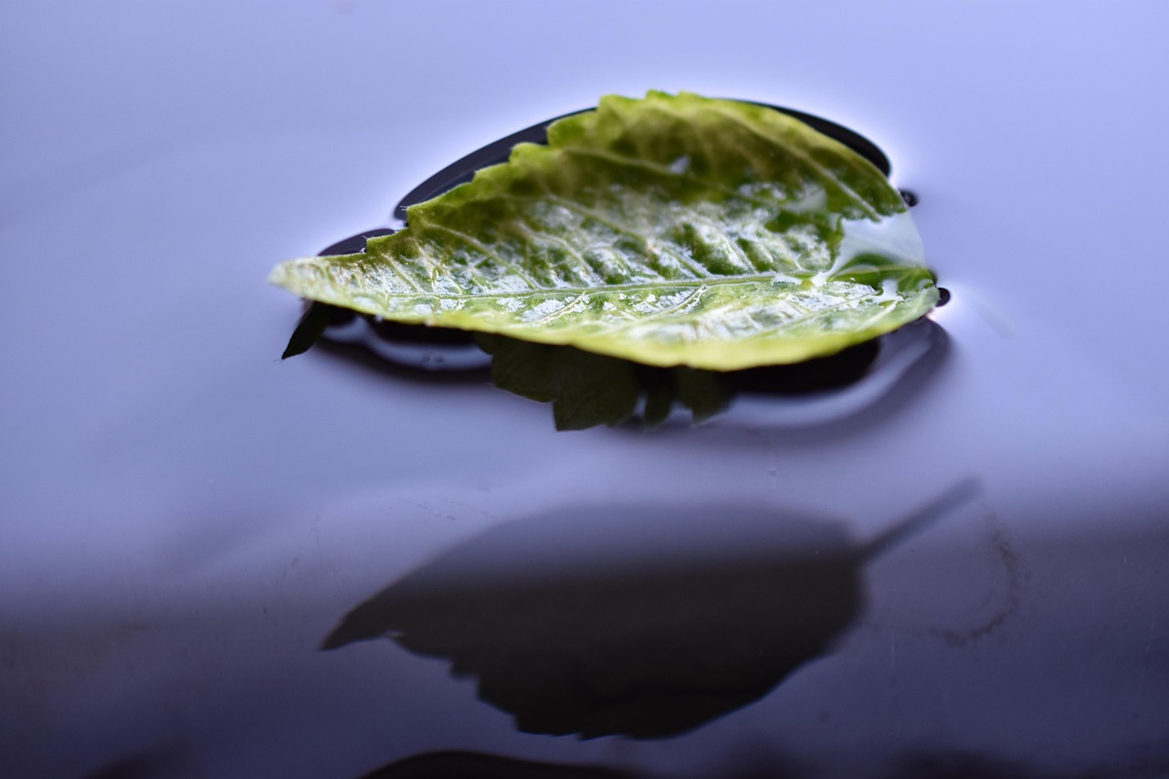 Leaf Float Water Free photo on Pixabay Pixabay