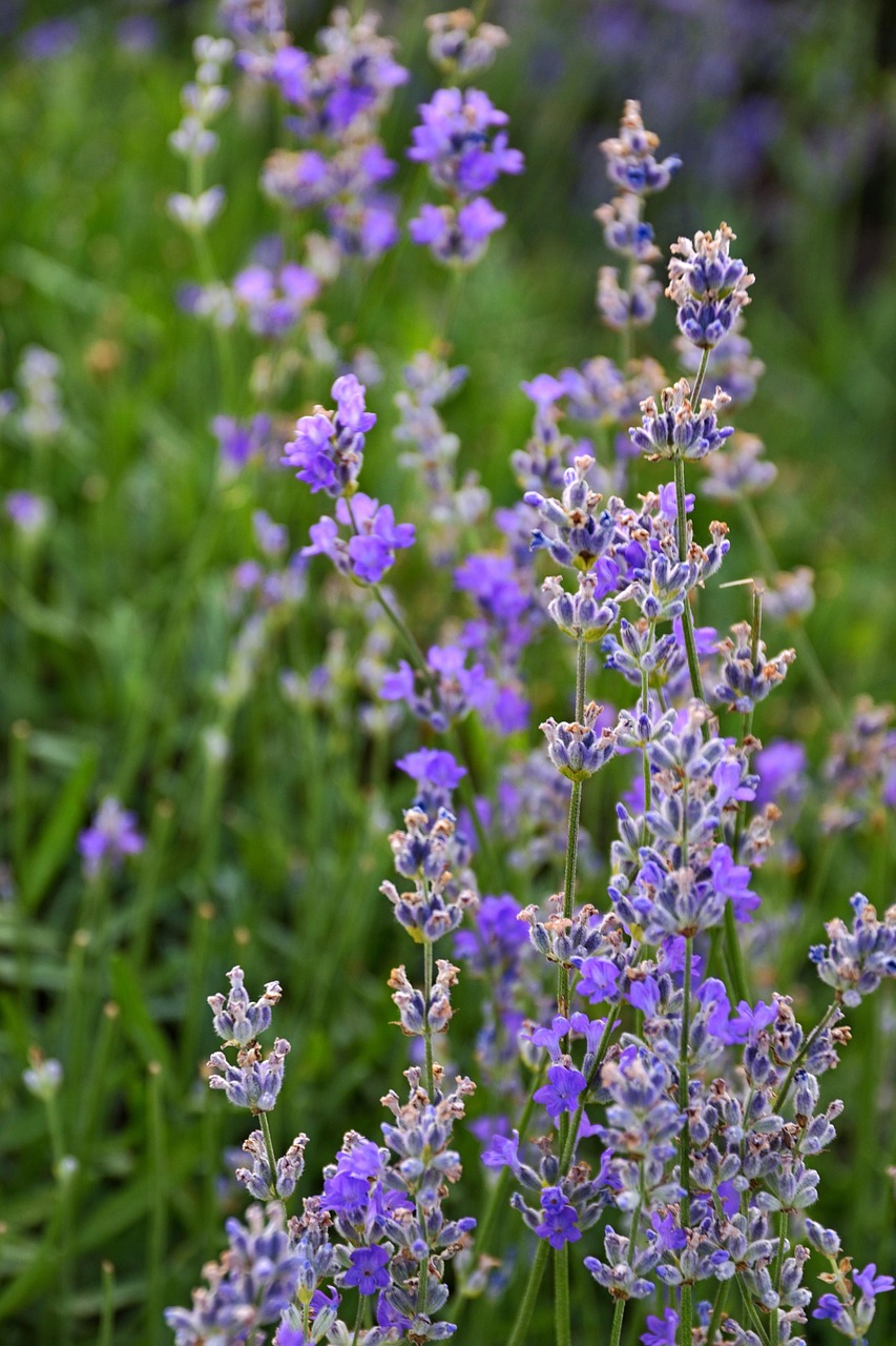 Lavenders Flowers Lavender Field Free photo on Pixabay Pixabay