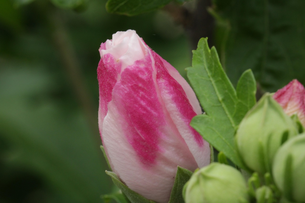 Flower Blooming Blossoming - Free photo on Pixabay - Pixabay