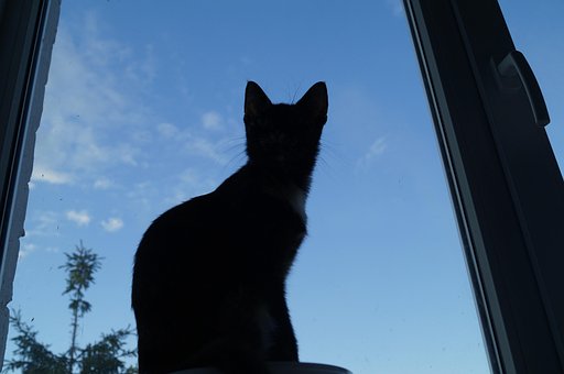 Free Cat Window photo and picture