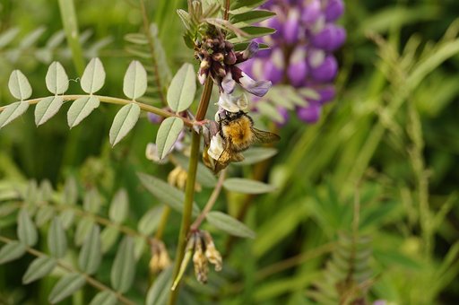 Free Bumblebee Bee photo and picture