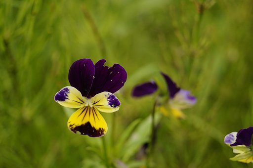 Free Orchid Flower photo and picture