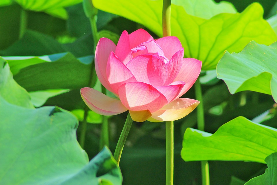 Lotus Flower Pink - Free photo on Pixabay - Pixabay